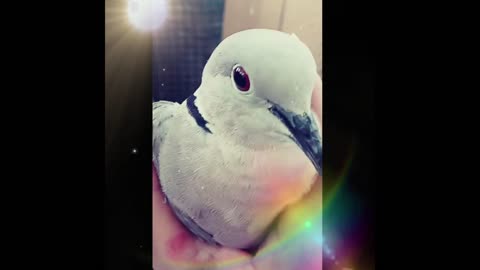 "Omg Dinosaur Dove Gets Into My Mini Dove Aviary Full Video 🕊️🦋🌻🎼🎶