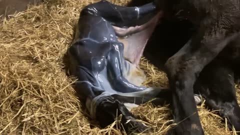 Our first baby friesian of 2023 has arrived