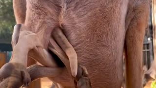 Adorable baby roo saying hello - trending shorts