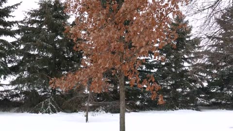 Time-Lapse_ Snowfall _ Drone Aerial View