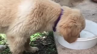 Puppies Being Qute and Funny Compilation