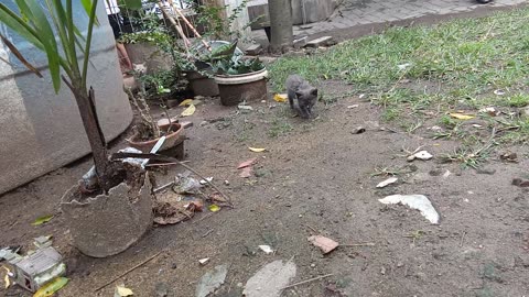 Good morning playing is with cat and bird
