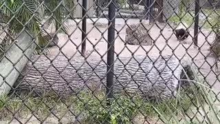 Honey Badger At Naples Zoo #HoneyBadger #NaplesZoo #SWFL #LiveStream #TikTokLive #mywalksinparadise