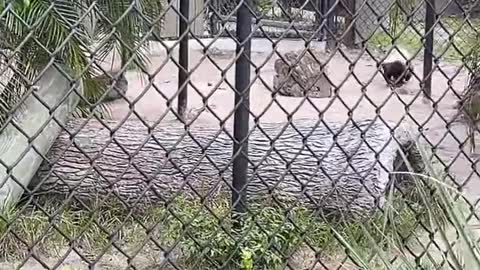 Honey Badger At Naples Zoo #HoneyBadger #NaplesZoo #SWFL #LiveStream #TikTokLive #mywalksinparadise