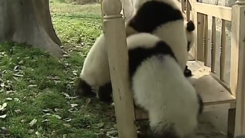 Cute pandas playing on the slide