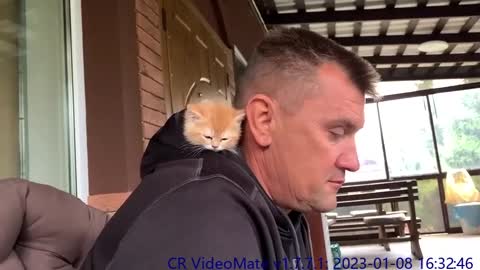 Baby kitten falls asleep on dad's shoulder