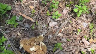 Morel Mushroom MOTHERLOAD