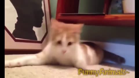 Funny Cats - A Funny Cat Videos