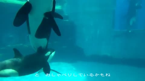 甘える赤ちゃんシャチ リン （名古屋港水族館）