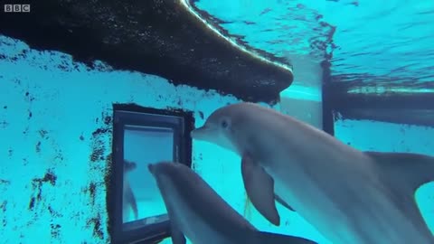 Dolphins: How Smart are They Actually? | Inside the Animal Mind | BBC Earth