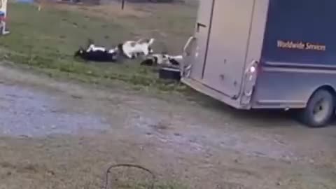 Tennessee fainting goats