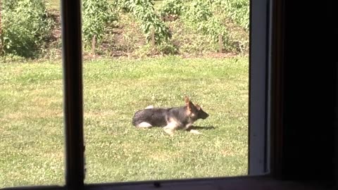 German Shepherd Steals Ripe Tomatoes