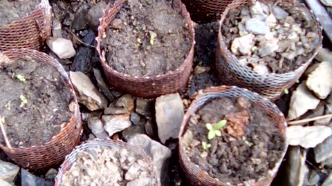 Artemisia annua growing progress