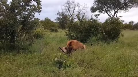 the hyena's cry for help as it is killed by the lion