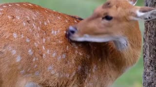 Fawn Grooming