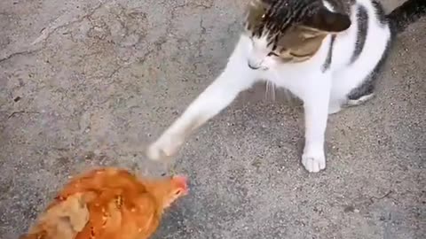 Cat and chicken fighting funny video 😮😂 #short