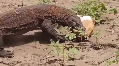 Komodo dragon hunts and swallows a poor goat