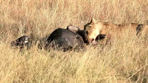 wildlife Angry Buffalo Attack to Lion !Lion Gets Angry