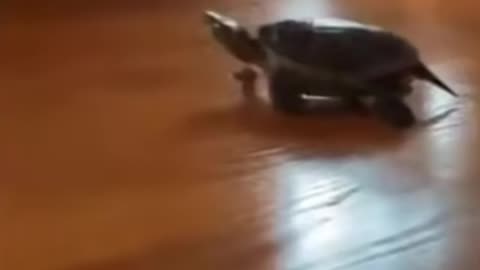 fast turtle funny video