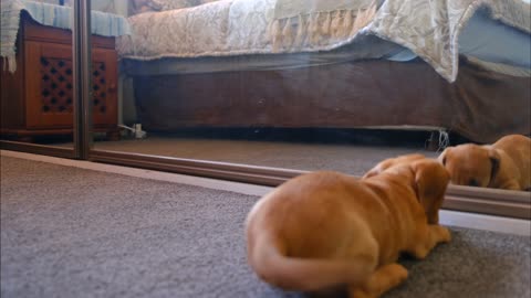 A dog and mirror