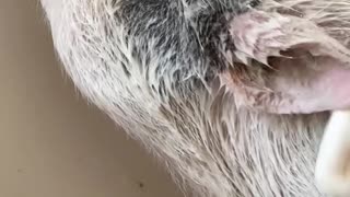 Roxy the Pig Takes a Bath