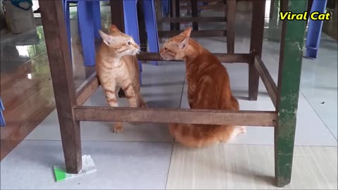 Cats Fighting and Meowing - These Two are Bloody Brothers | Viral Cat