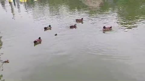 Lagoon with wild birds