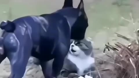 Cat Are Strong