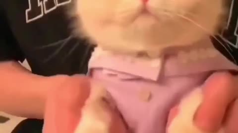 Cute cat chipi chipi chapa chap (720p)