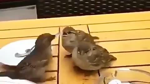 Mother Sparrow at restaurant