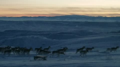 Herd of Wyoming Pronghorn