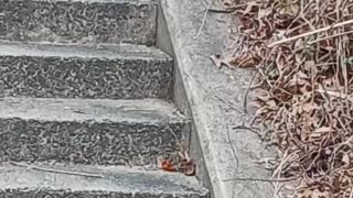 Cardinal kissena park