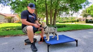How to Train GSD Puppy 10 weeks old!