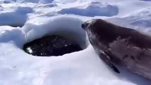 Captioned Seal (Sea Doggo)