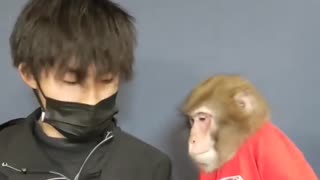 Monkey reveal trick