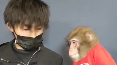 Monkey reveal trick