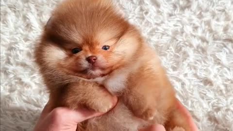 Adorable Puppy Brings Unbridled Joy: A Cuteness Overload!