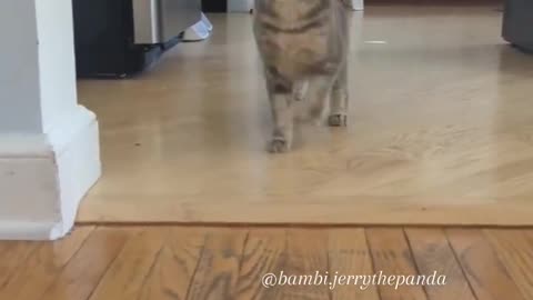 cat jumping out