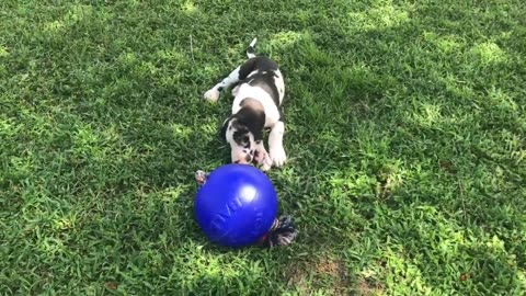 Dog playing with the ball, funny moments and clips try not to laugh! 😆