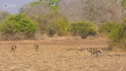 Leopard Hunts Baboon in Broad Daylight