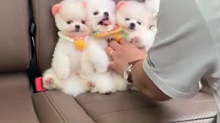 cute animals