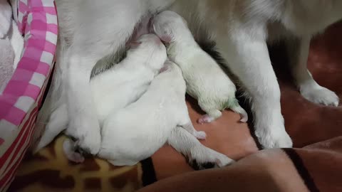 a puppy born in my house