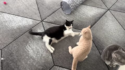 Kitten Takes Down Cat