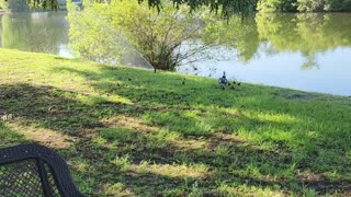 Mama Muscovy (new babies)