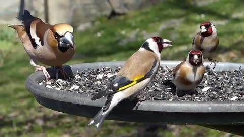 European Goldfinch