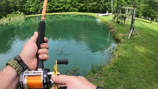 Flathead in a farm pond