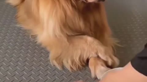 smart golden