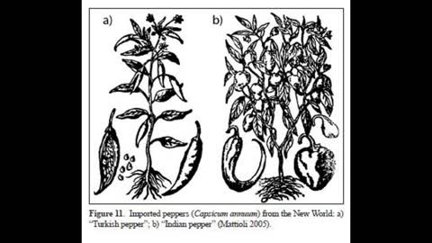 Renaissance Plants part 4 Exotic Spices of Czechoslovakia