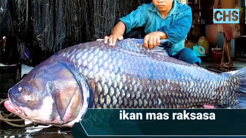 Ikan besar