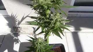 Big Bud Autoflowering